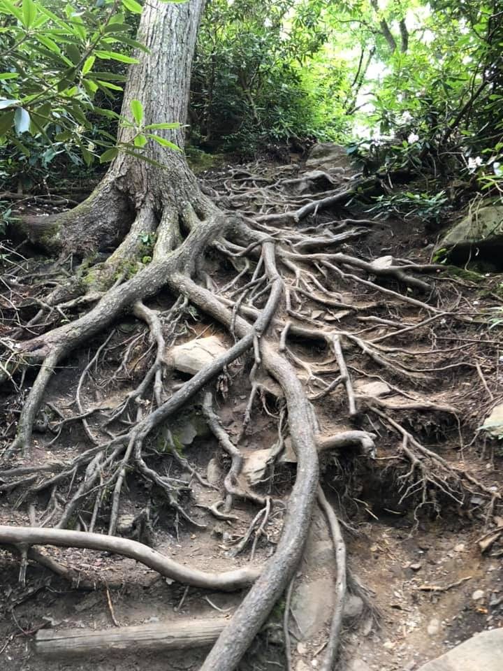 Exposed tree roots along a forest trail