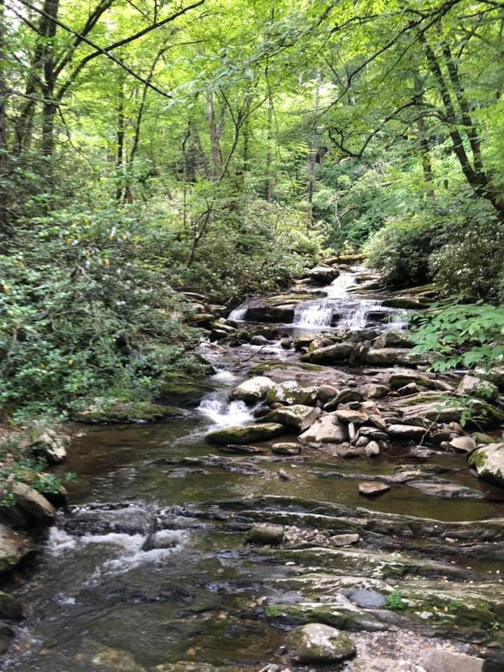 A rocky mountain stream running through a green forest