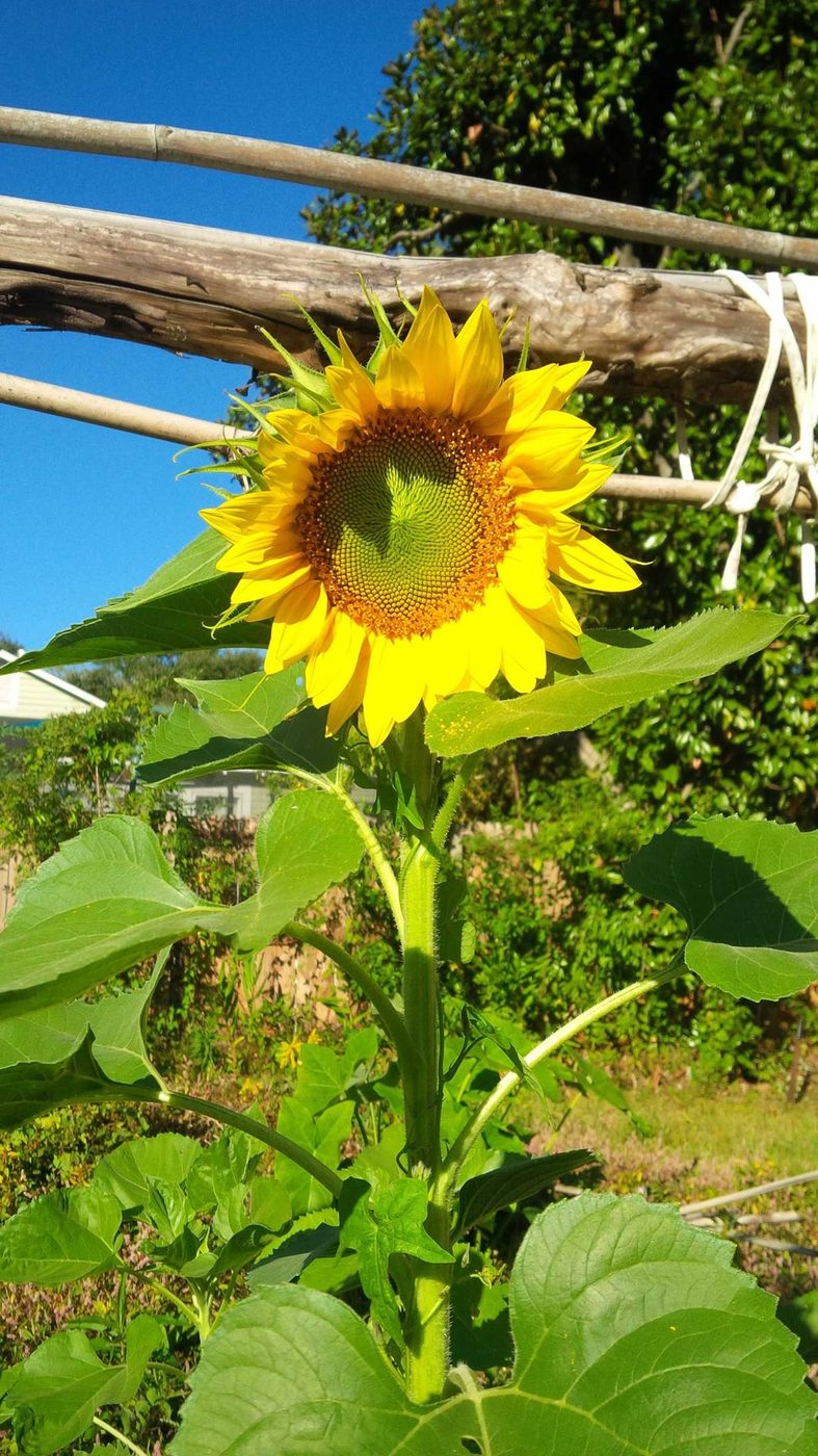 A sunflower in a community garden